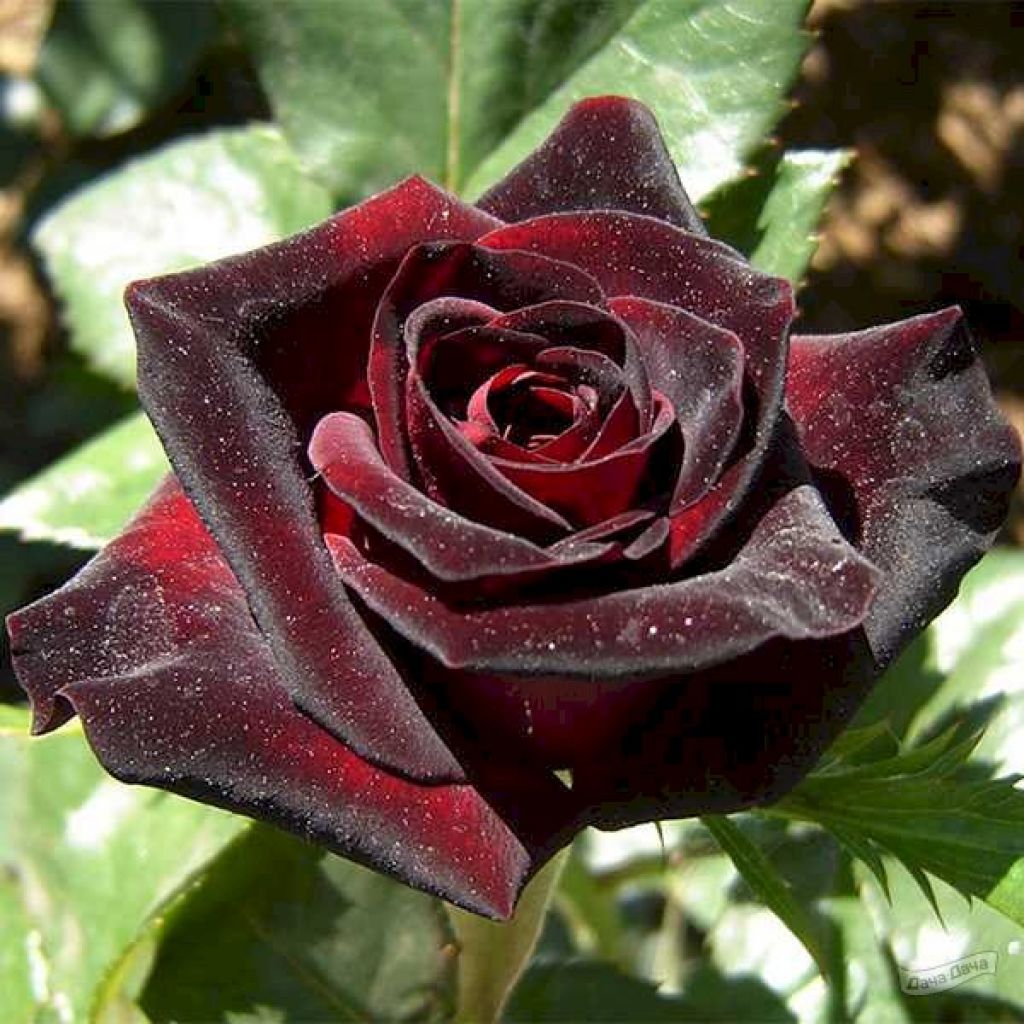 R Gr Black Baccara