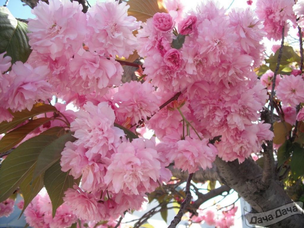 Черемуха мелкопильчатая Канзан (Kanzan) (Prunus serrulata Kanzan) -  описание сорта, фото, саженцы, посадка, особенности ухода. Дачная  энциклопедия.