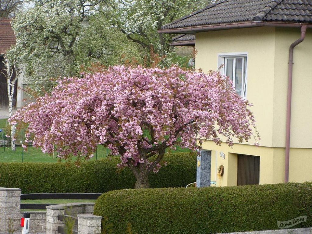 Черемуха мелкопильчатая Кику-шидаре (Сакура Kiku-shidare zakura) (Prunus  serrulata Kiku shidare zakura) - описание сорта, фото, саженцы, посадка,  особенности ухода. Дачная энциклопедия.