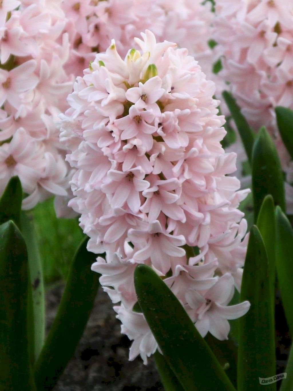 Гиацинт Чина Пинк (Hyacinthus China Pink) - описание сорта, фото, саженцы,  посадка, особенности ухода. Дачная энциклопедия.