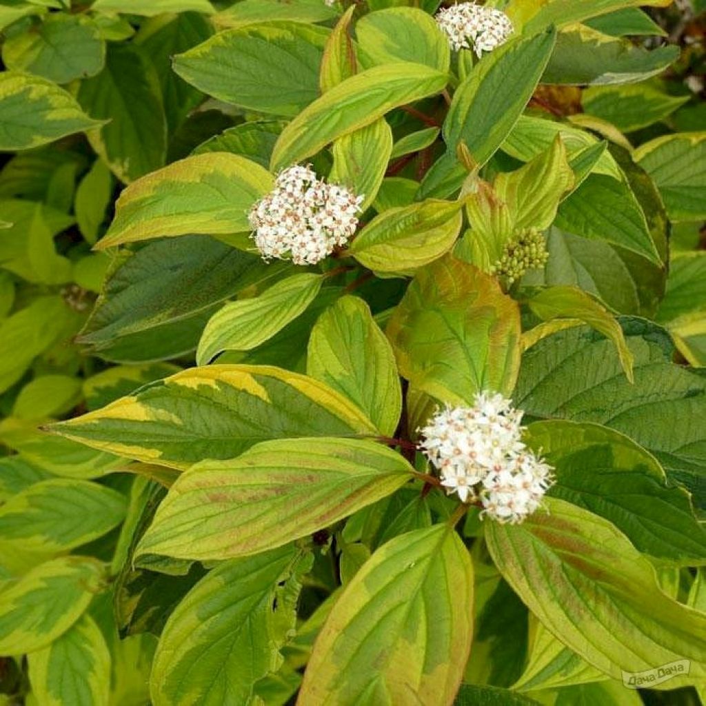 Дерен белый Гоучалти (Гохалти, Gouchaultii) (Cornus alba Gouchaultii) -  описание сорта, фото, саженцы, посадка, особенности ухода. Дачная  энциклопедия.