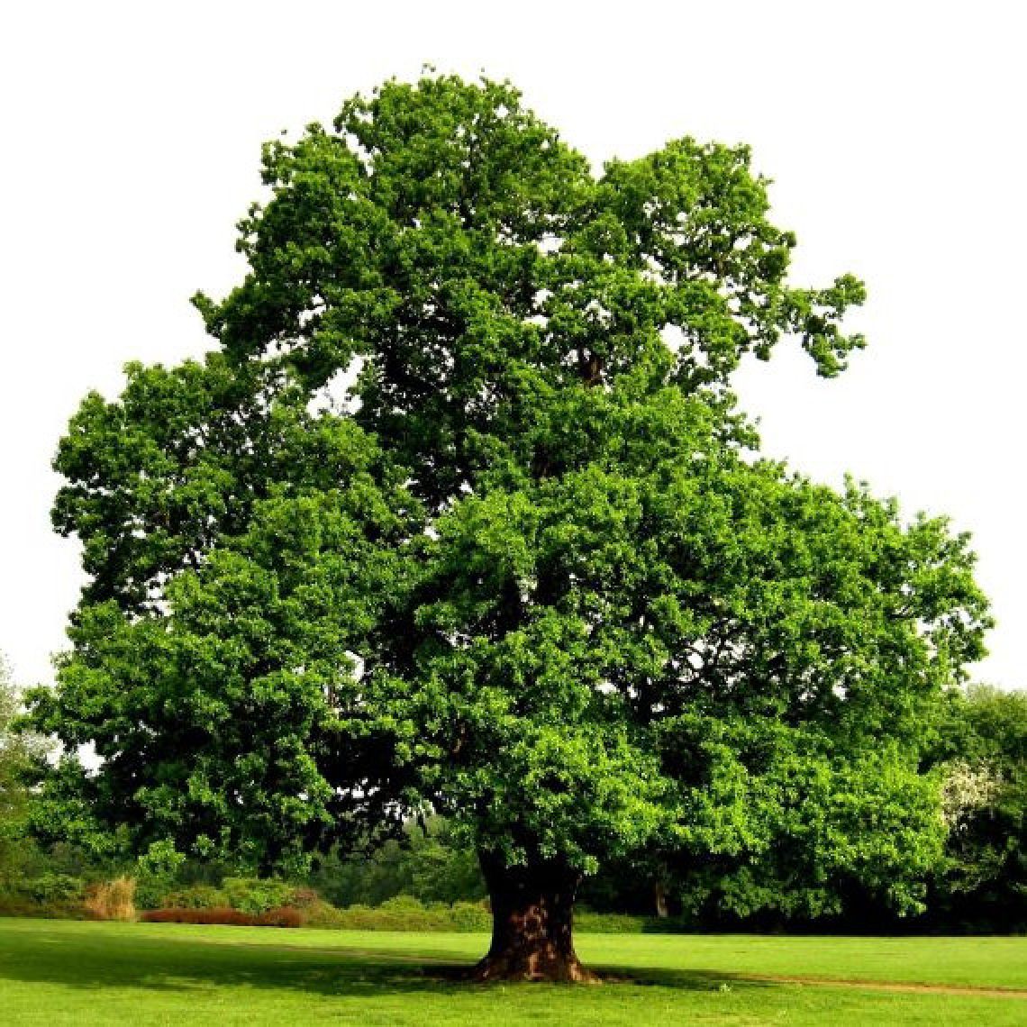 дуб это лиственное дерево
