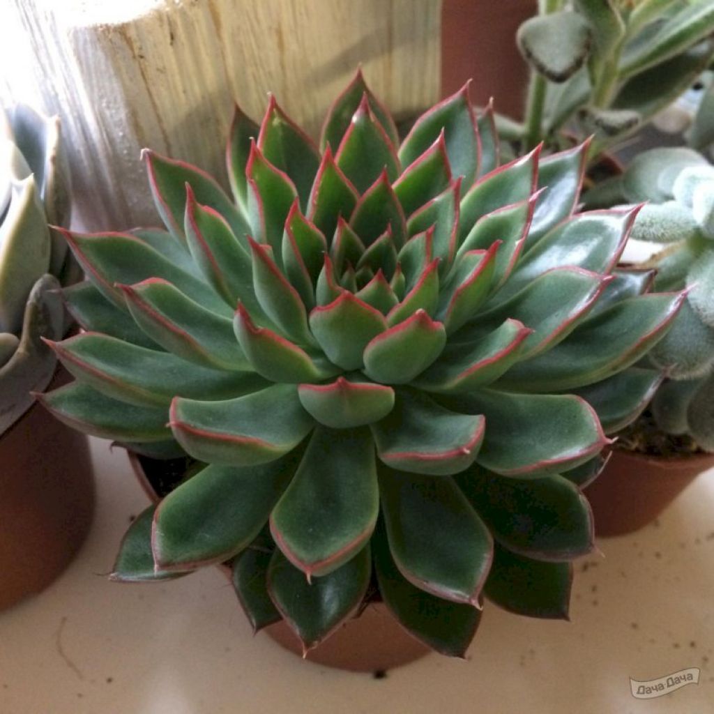 Эхеверия Джаде Пойнт (Echeveria Jade Point) - описание сорта, фото,  саженцы, посадка, особенности ухода. Дачная энциклопедия.