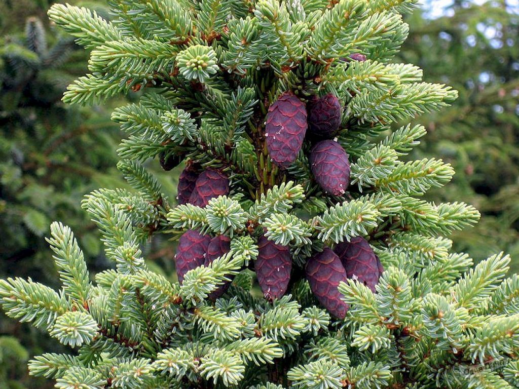 Ель черная (Picea mariana, Picea nigra) - описание сорта, фото, саженцы,  посадка, особенности ухода. Дачная энциклопедия.