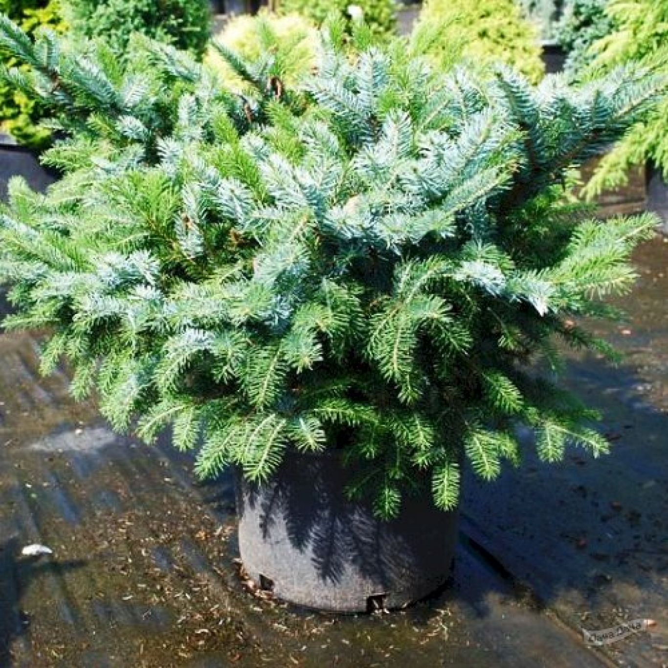 Ель Picea bicolor