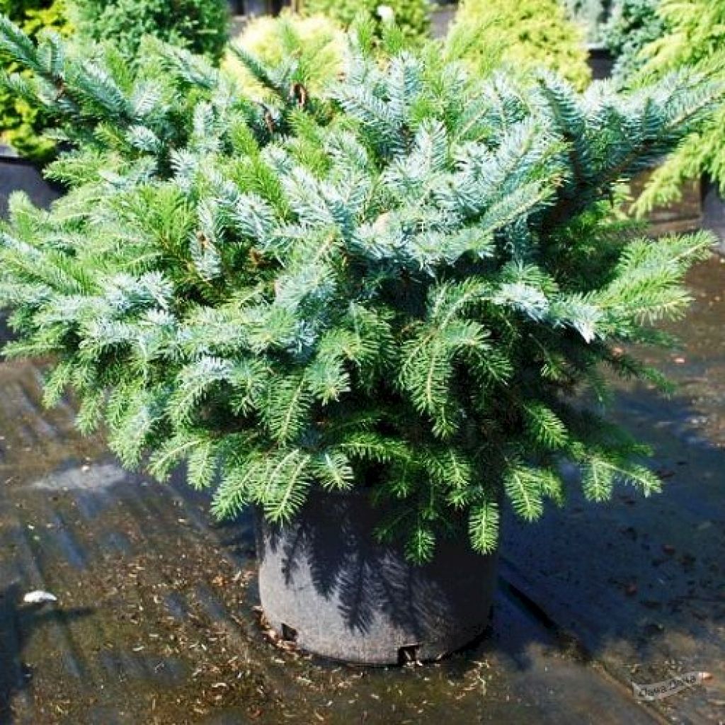 Ель двухцветная Биколор (Bicolor) (Picea bicolor) - описание сорта, фото,  саженцы, посадка, особенности ухода. Дачная энциклопедия.