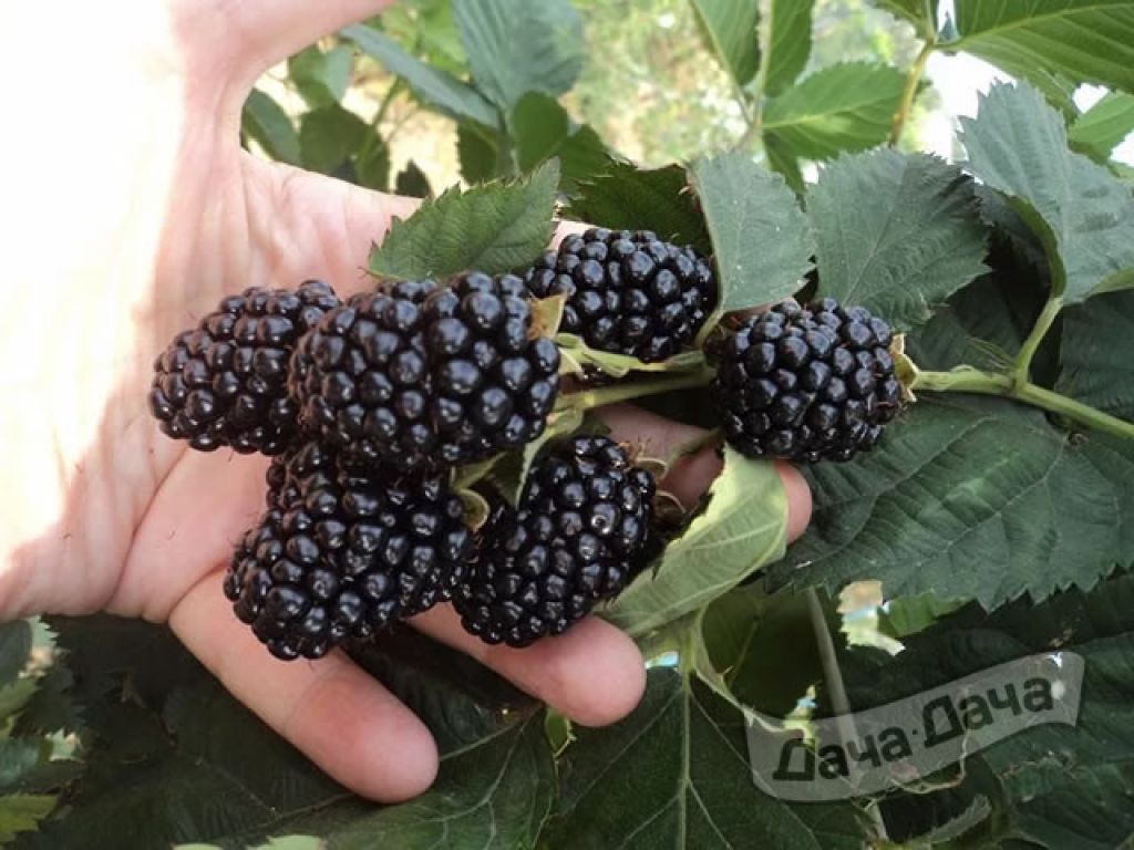 Ежевика Черная магия (Rubus fruticosus Black Magic) - описание сорта, фото,  саженцы, посадка, особенности ухода. Дачная энциклопедия.