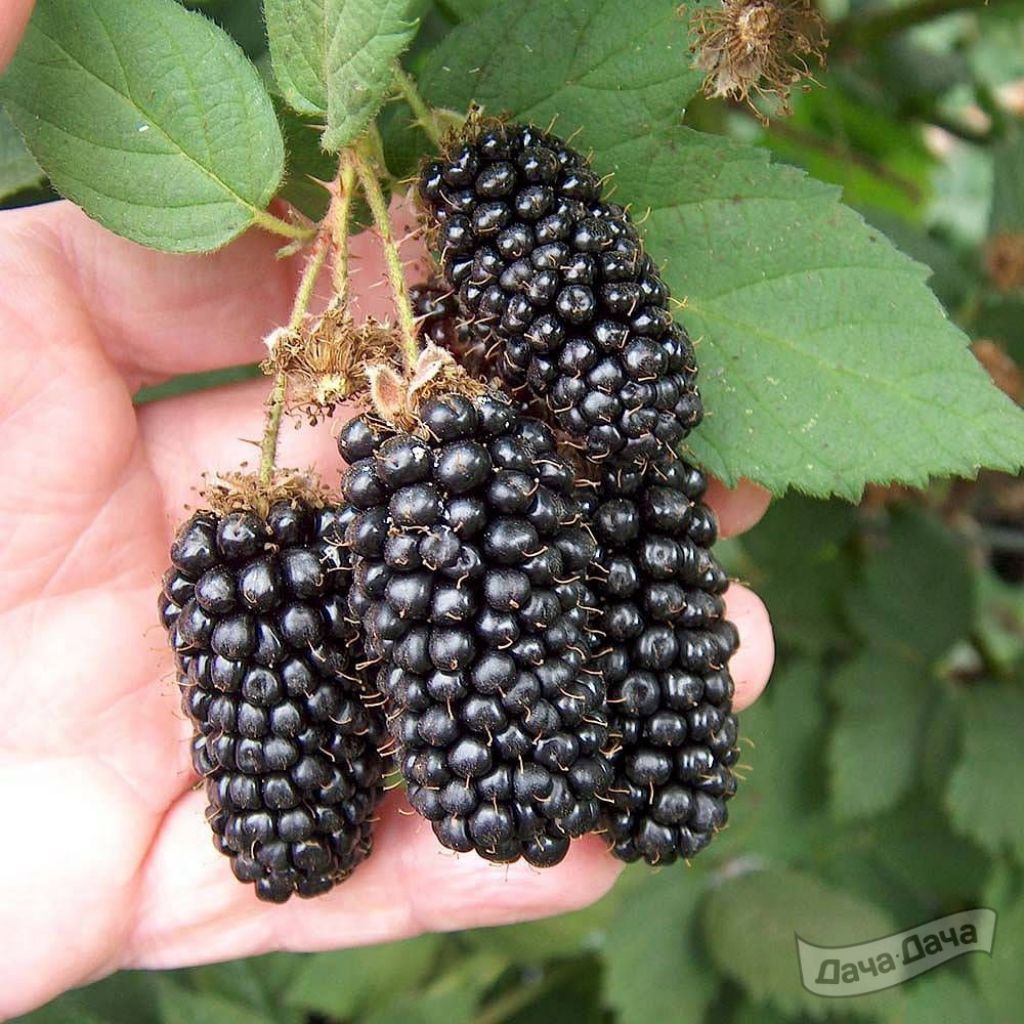 Ежевика Карака Блэк (Rubus fruticosus Karaka Black) - описание сорта, фото,  саженцы, посадка, особенности ухода. Дачная энциклопедия.