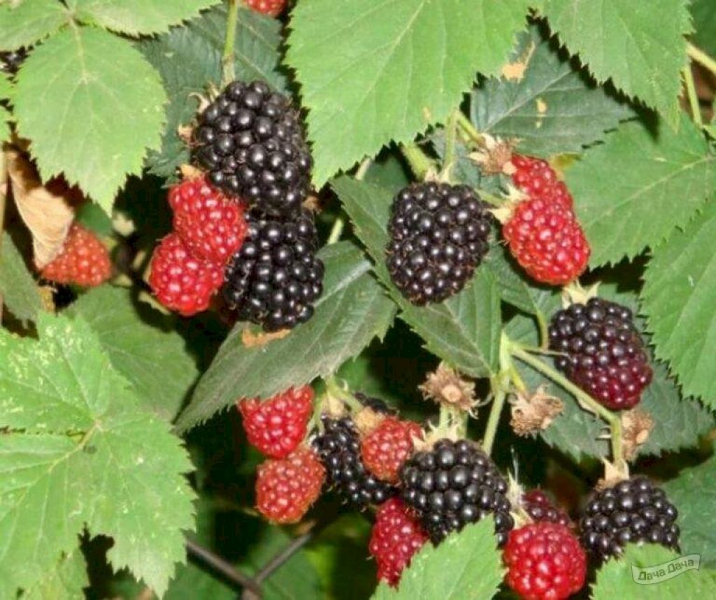 Ежевика Дарроу (Rubus fruticosus Dorrow) - описание сорта, фото, саженцы,  посадка, особенности ухода. Дачная энциклопедия.