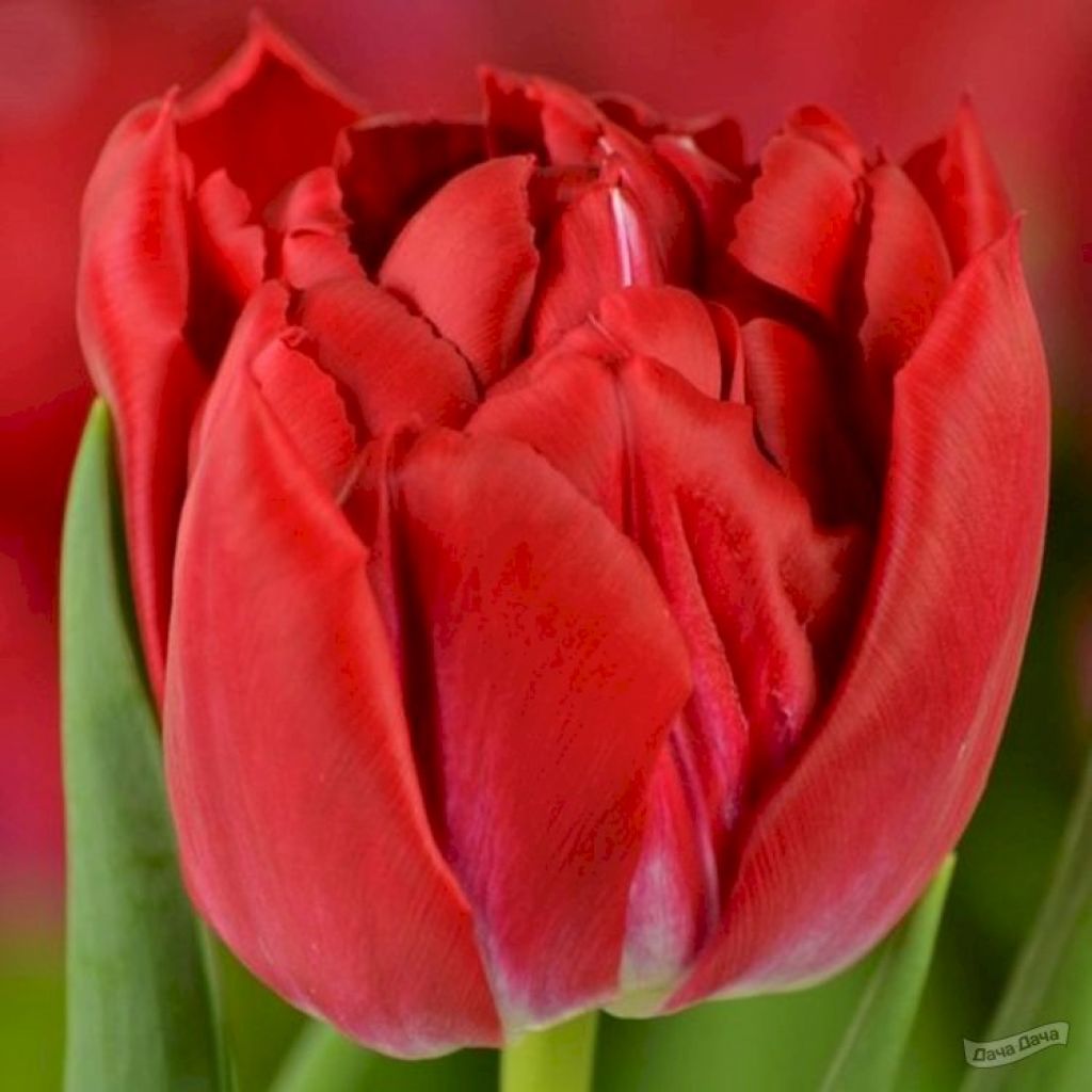 Tulipa first Price тюльпан