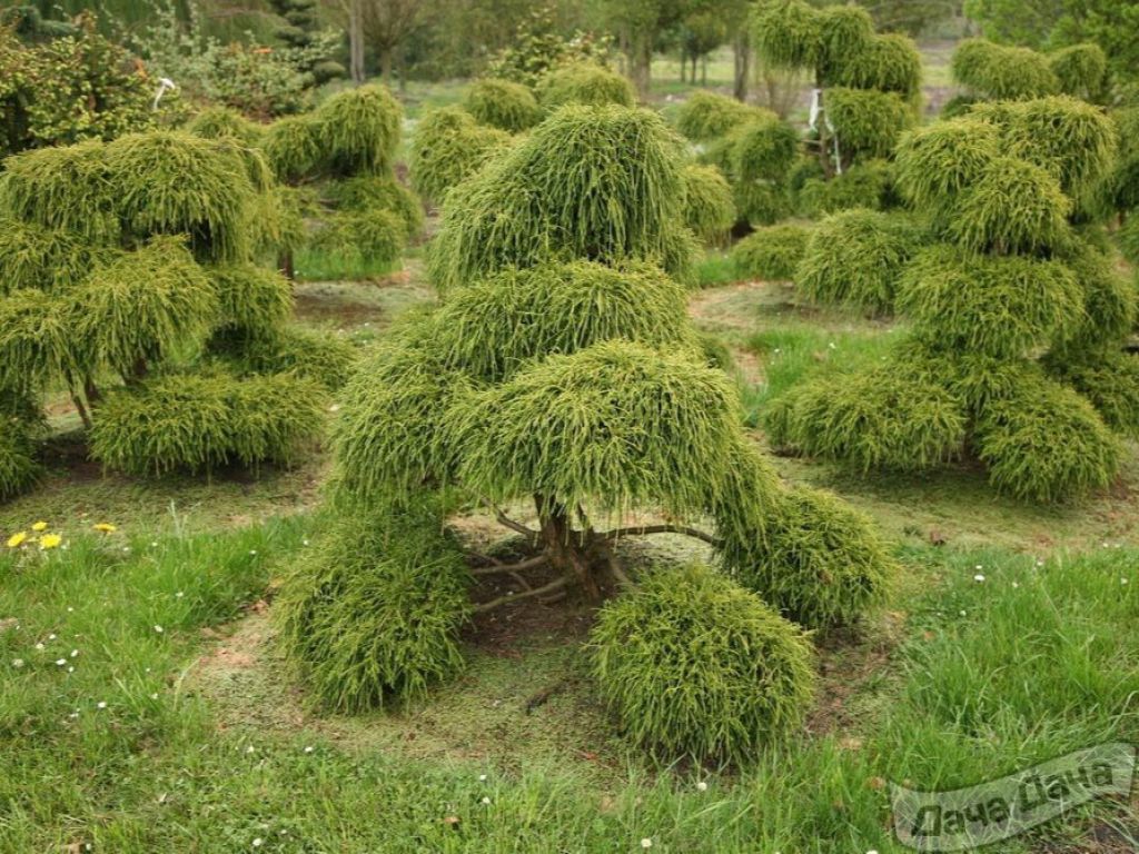 Кипарисовик лавсона Элвуди Пиллар (Chamaecyparis lawsoniana Ellwoodii  Pillar) - описание сорта, фото, саженцы, посадка, особенности ухода. Дачная  энциклопедия.