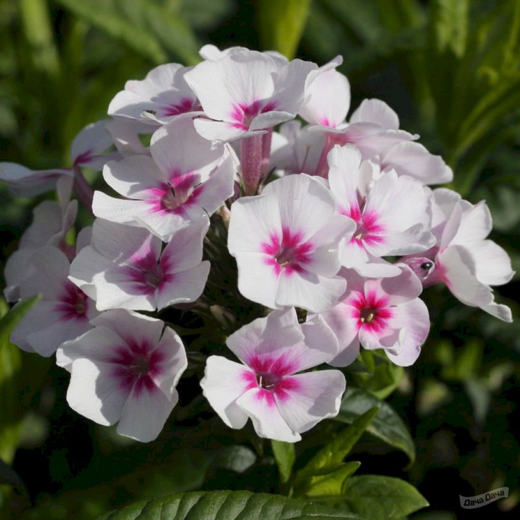 Флокс метельчатый Свизл (Phlox paniculata Swizzle) - описание сорта, фото,  саженцы, посадка, особенности ухода. Дачная энциклопедия.