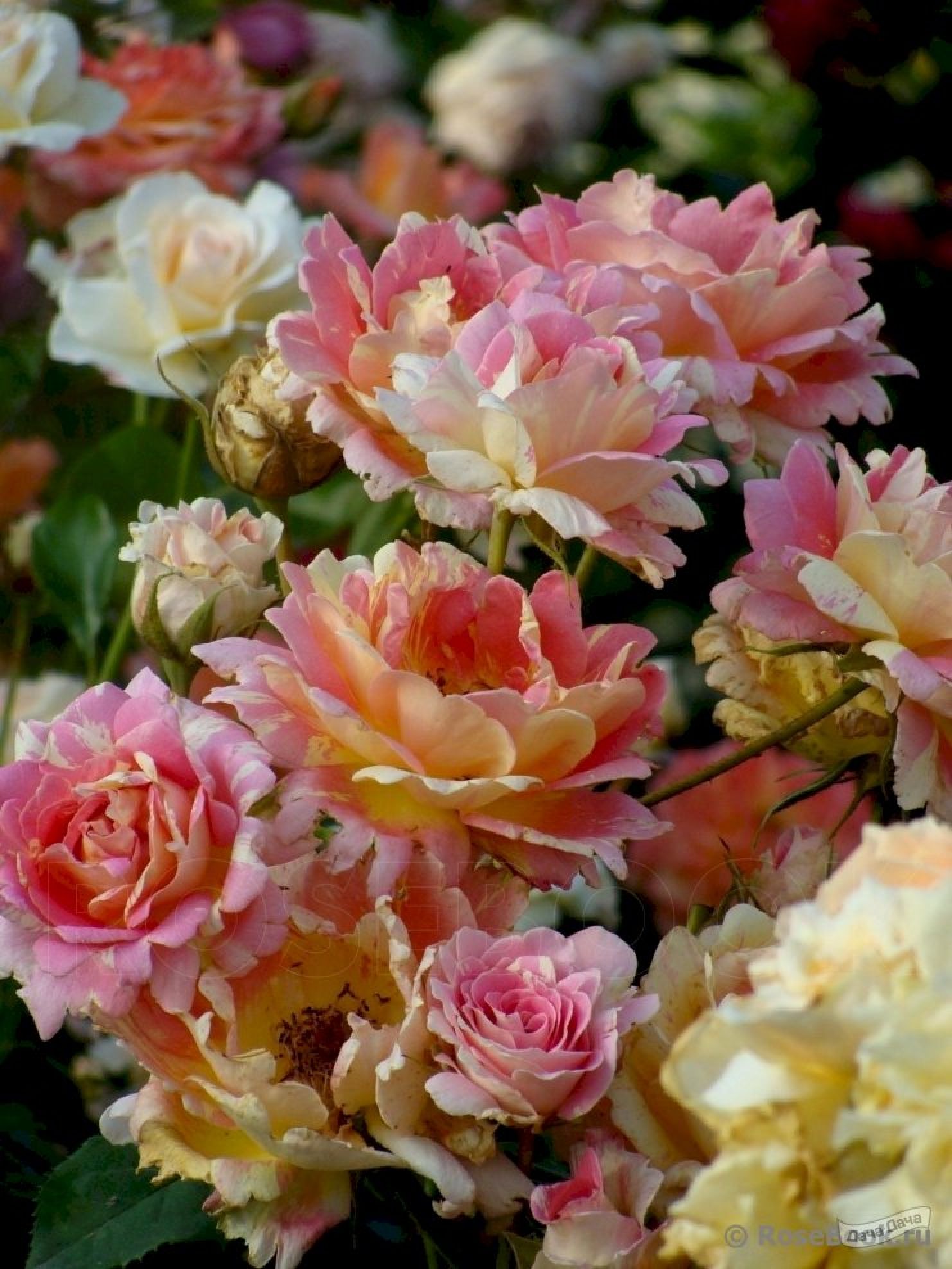 Сорт розы гладиатор фото и описание