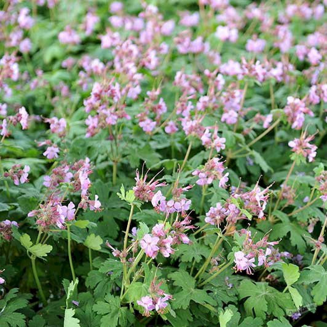 Герань крупнокорневищная Ингверсенс Вариети (Ingwersen`s Variety) (GERANIUM  MACRORRHIZUM INGWERSENS VARIETY) - описание сорта, фото, саженцы, посадка,  особенности ухода. Дачная энциклопедия.