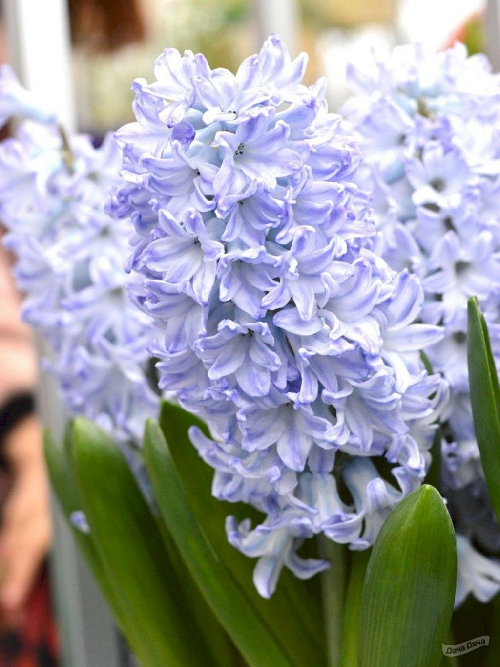 Гиацинт Блу Айз (Hyacinthus Blue Eyes) - описание сорта, фото, саженцы,  посадка, особенности ухода. Дачная энциклопедия.