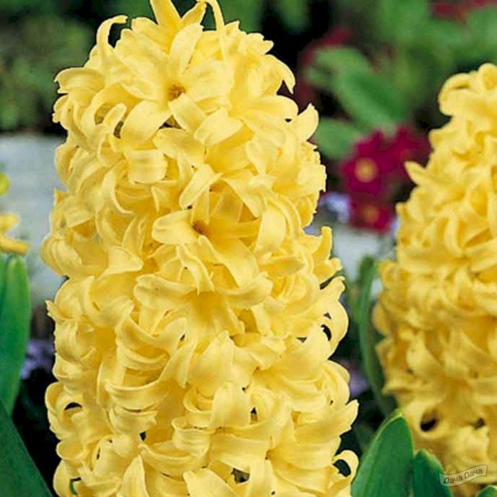 Гиацинт Гермиона (Hyacinthus Hermione) - описание сорта, фото, саженцы,  посадка, особенности ухода. Дачная энциклопедия.