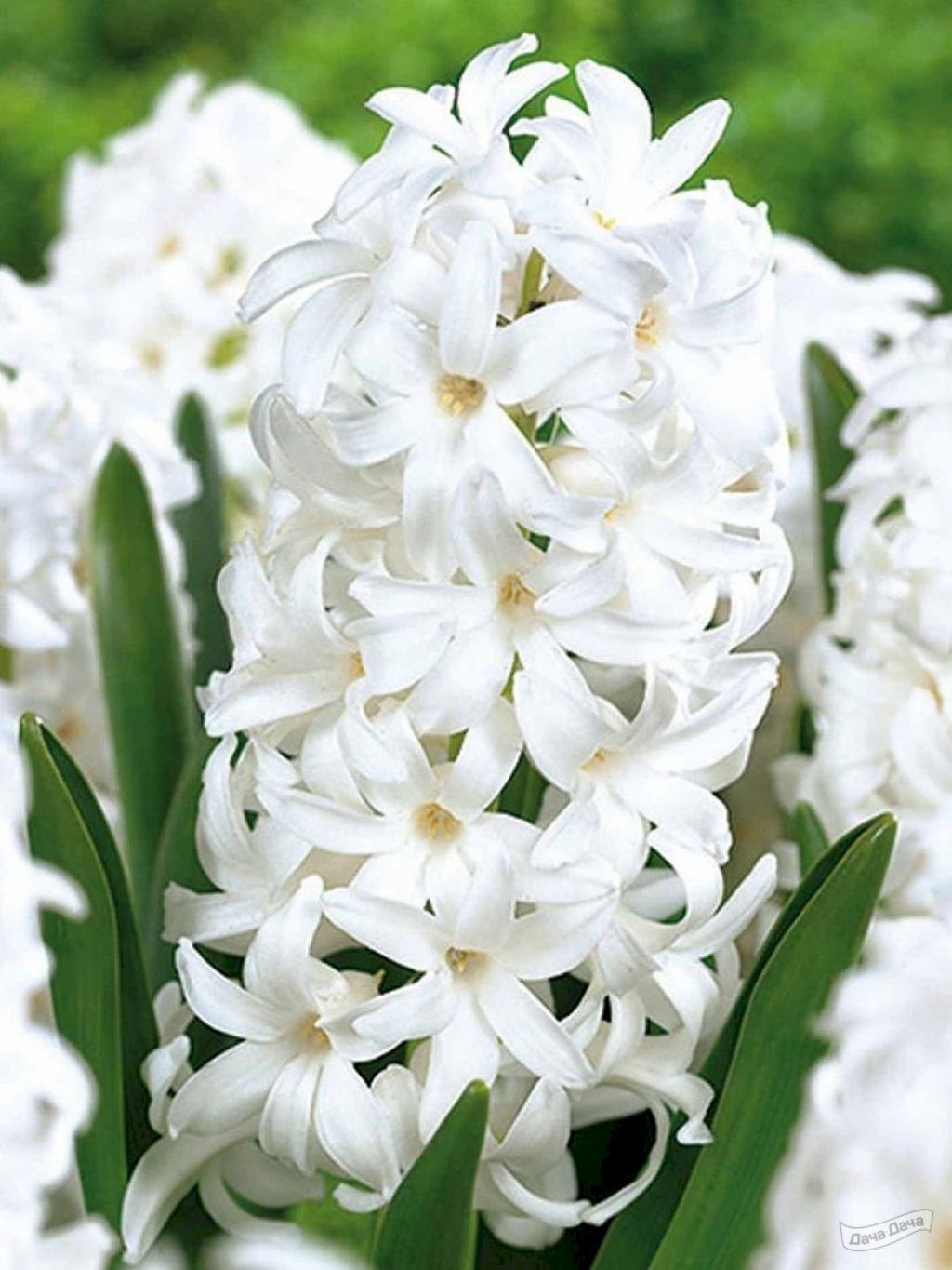 Гиацинт Карнеги (Hyacinthus Carnegie) - описание сорта, фото, саженцы,  посадка, особенности ухода. Дачная энциклопедия.