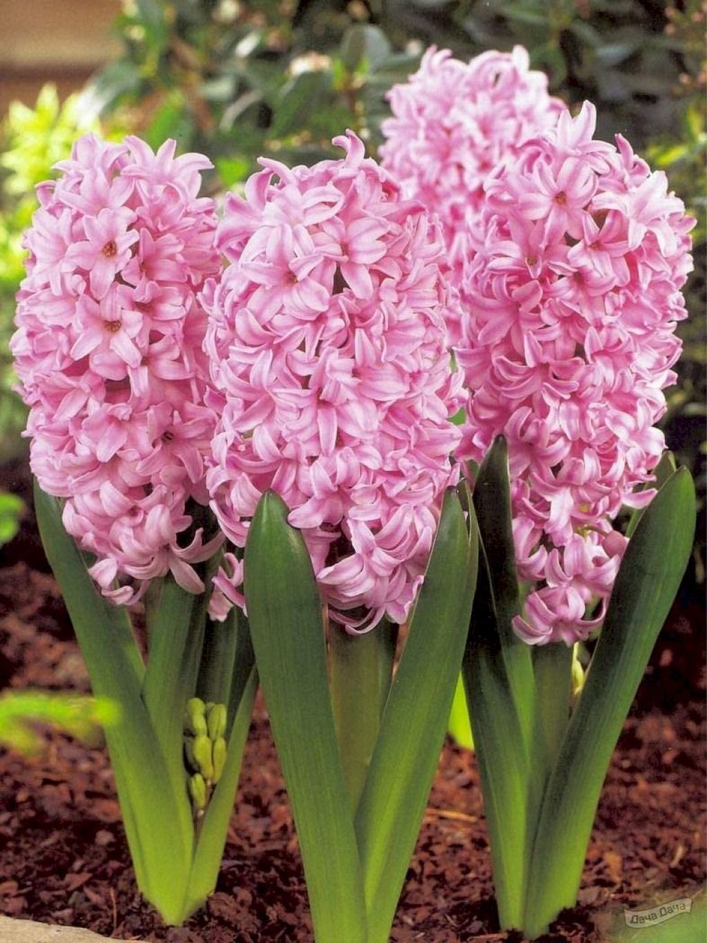 Гиацинт Пинк Сюрпрайз (Hyacinthus Pink Surprise) - описание сорта, фото,  саженцы, посадка, особенности ухода. Дачная энциклопедия.