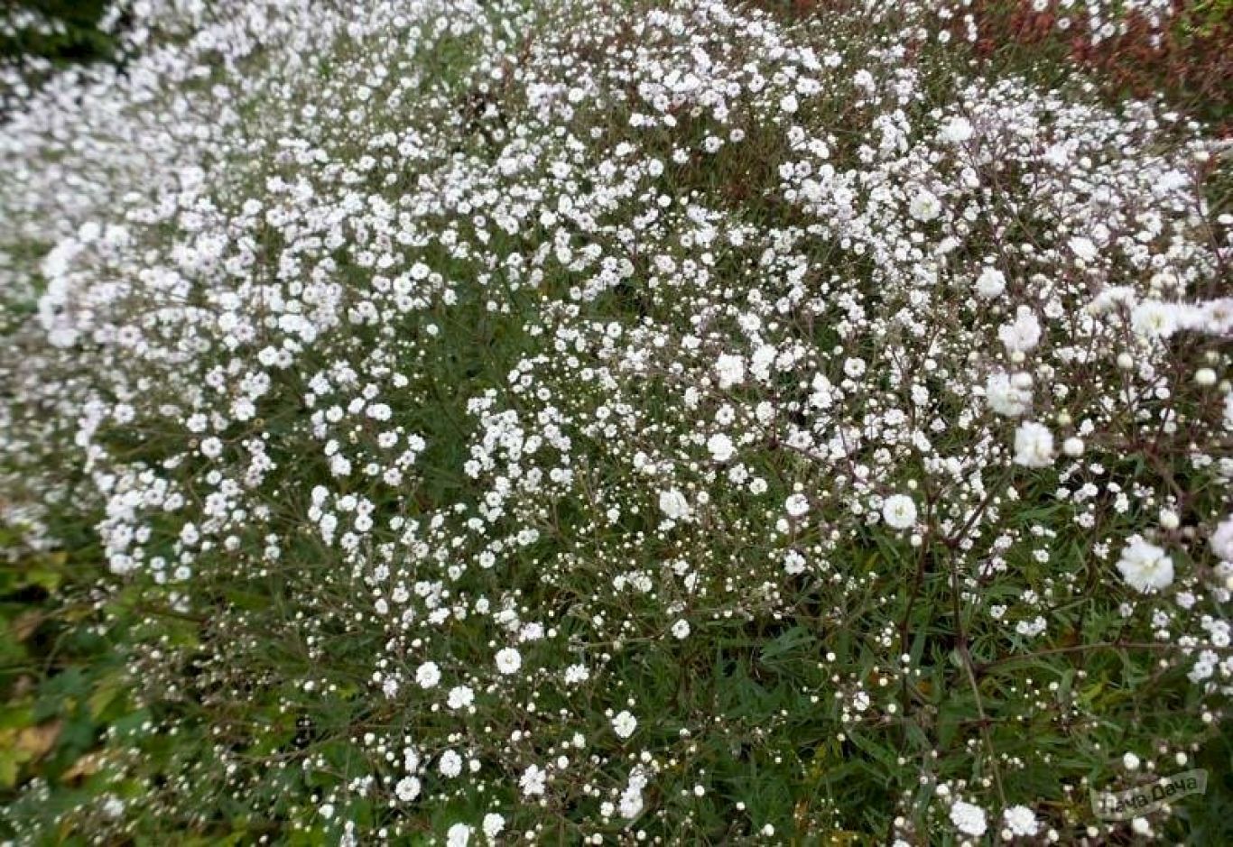 Где растут гипсофилы в природе. Гипсофила Тихоокеанская (Gypsophila Pacifica). Гипсофила метельчатая белая. Гипсофила Вайт метельчатая. Гипсофила метельчатая 'Rosenschleier'.