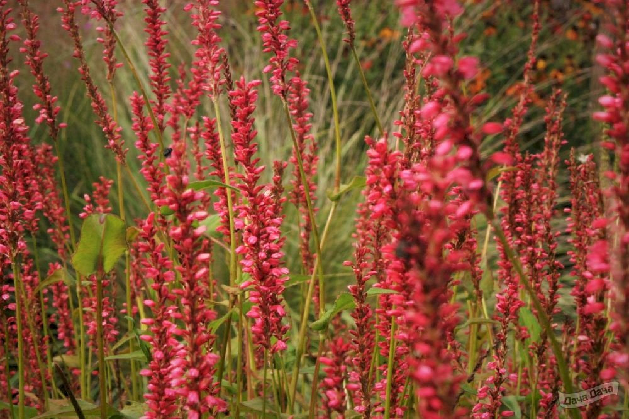 Горец свечевидный Persicaria amplexicaulis Orange field