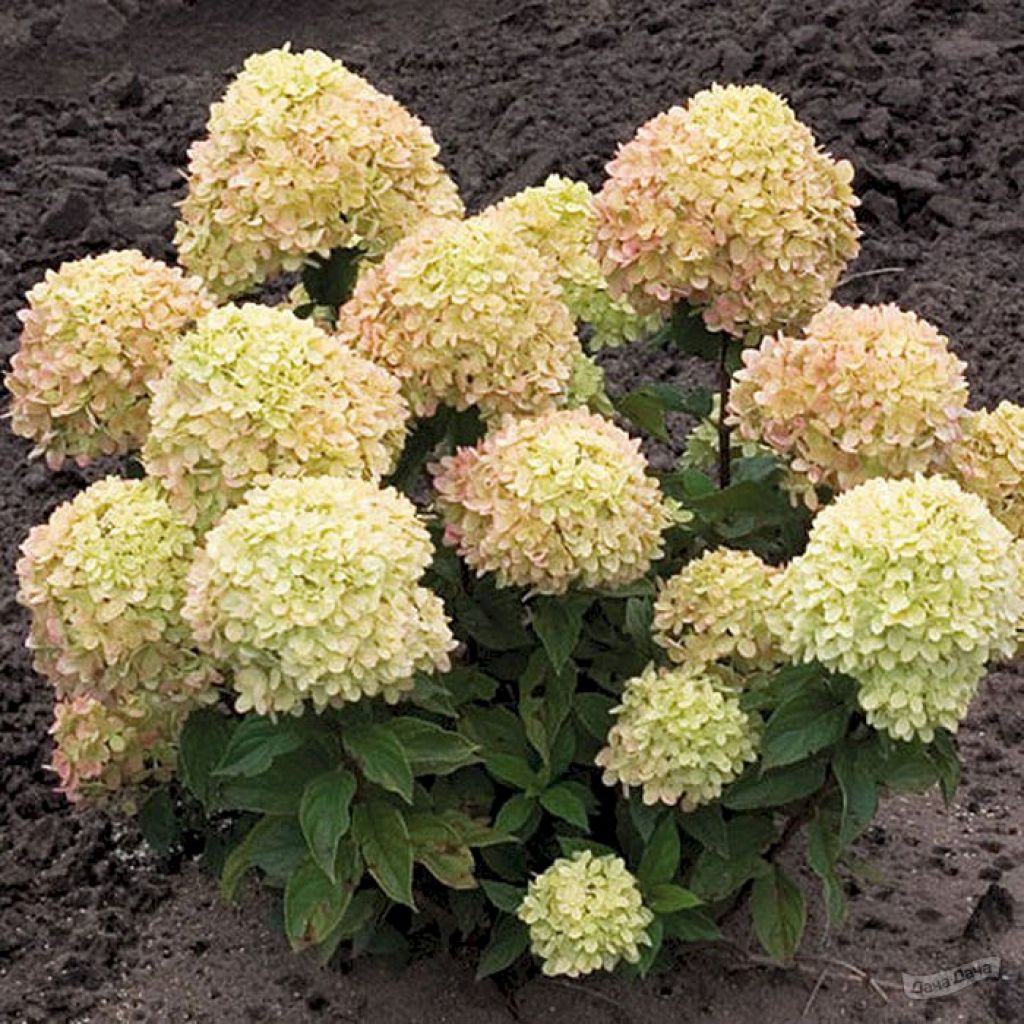 Гортензия метельчатая Литтл Лайм (Little Lime) (Hydrangea paniculata Little  Lime) - описание сорта, фото, саженцы, посадка, особенности ухода. Дачная  энциклопедия.