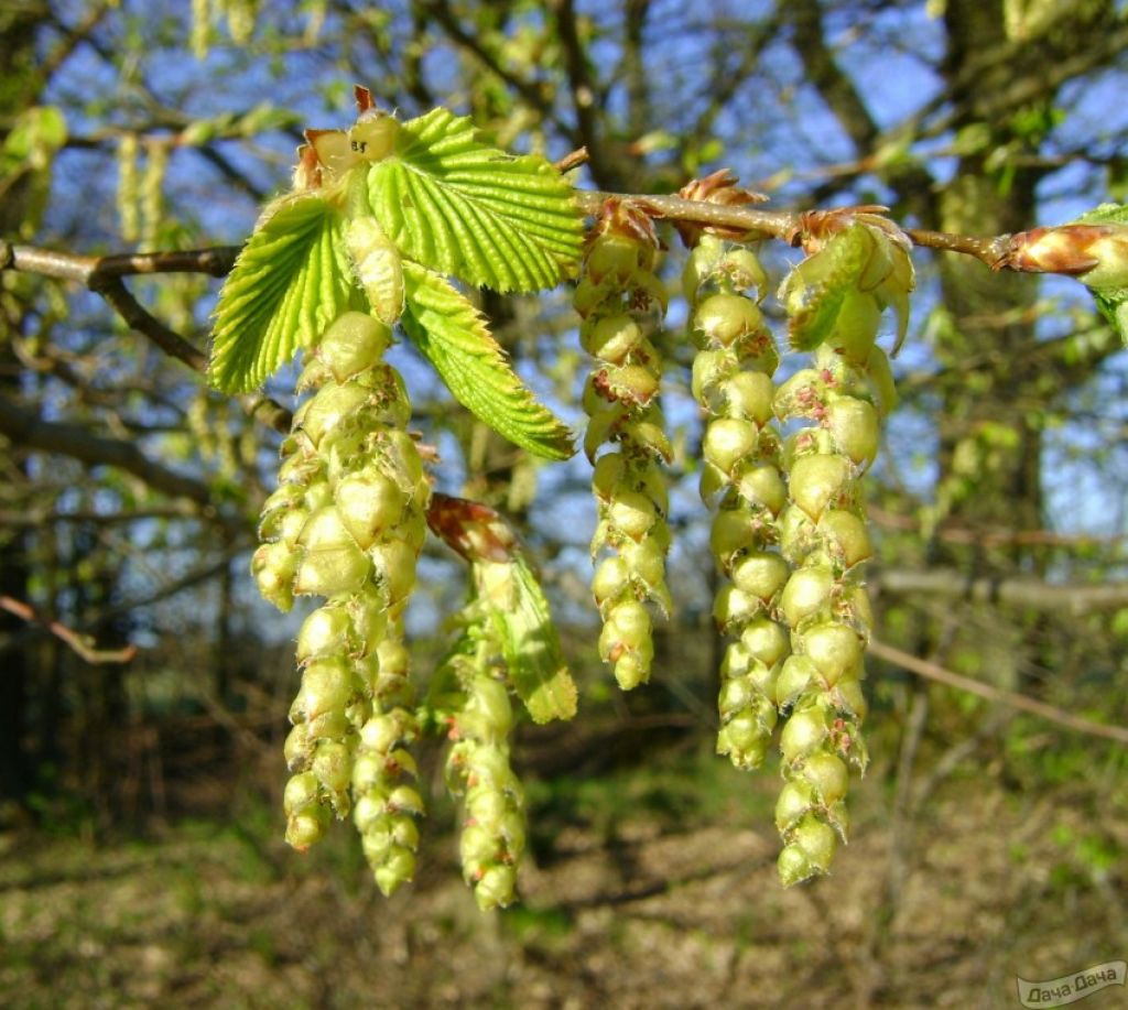 Граб обыкновенный (Carpinus betulus) - описание сорта, фото, саженцы,  посадка, особенности ухода. Дачная энциклопедия.