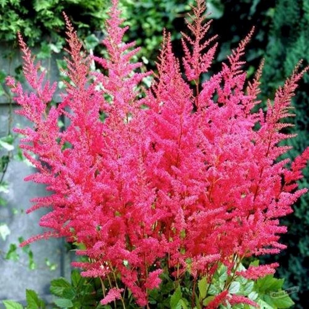 Астильба Арендса Гранат (Granat) (Astilbe arendsii Granat) - описание  сорта, фото, саженцы, посадка, особенности ухода. Дачная энциклопедия.