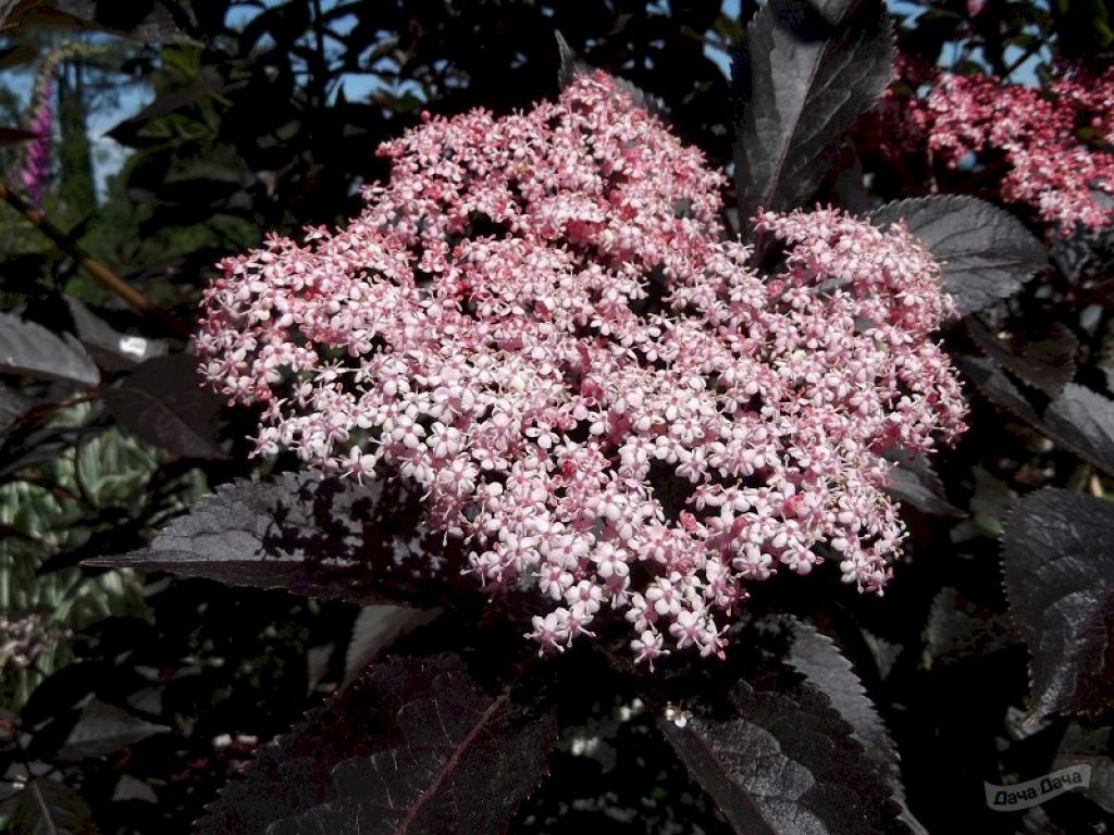 Бузина черная Гуинчо Пепл (Guincho Purple, Гинчо Перпл) (Sambucus nigra  Purpurea ) - описание сорта, фото, саженцы, посадка, особенности ухода.  Дачная энциклопедия.