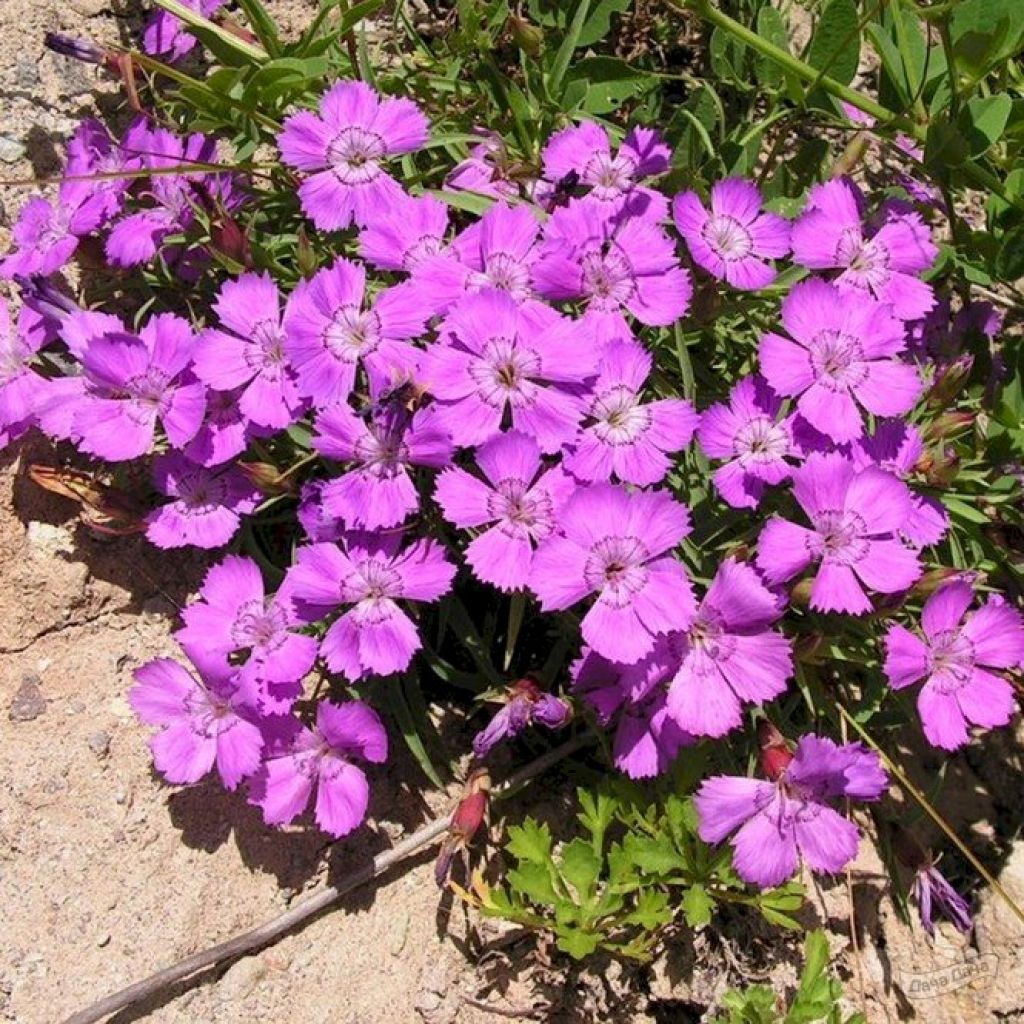 Гвоздика амурская (Dianthus amurensis) - описание сорта, фото, саженцы,  посадка, особенности ухода. Дачная энциклопедия.