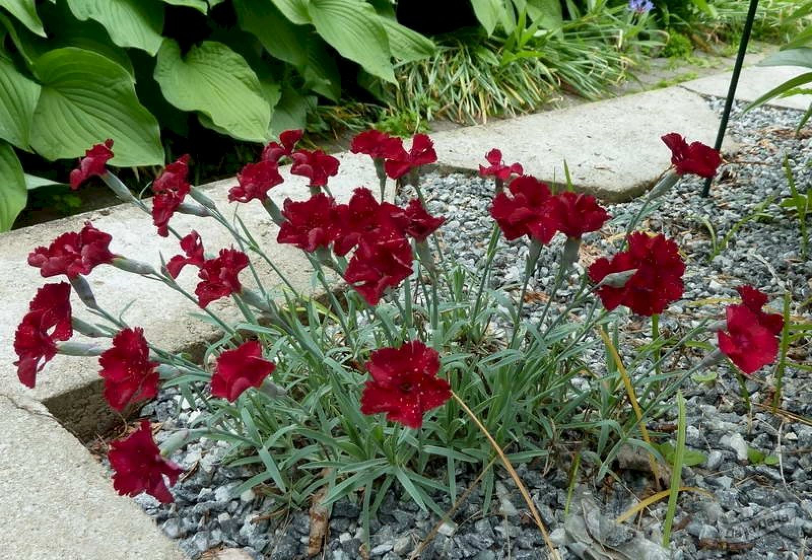 разновидности гвоздики садовой многолетней фото