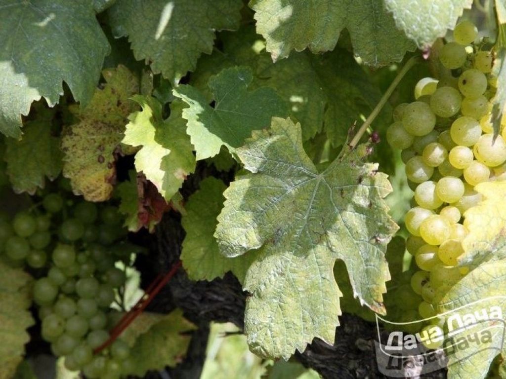 Виноград Душистый: описание и характеристики сорта, особенности ухода и выращивания, фото, отзывы