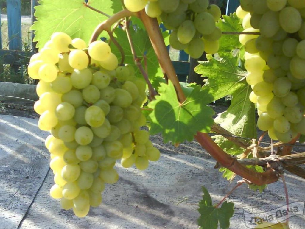 Виноград Сенсация: описание, фото и отзывы