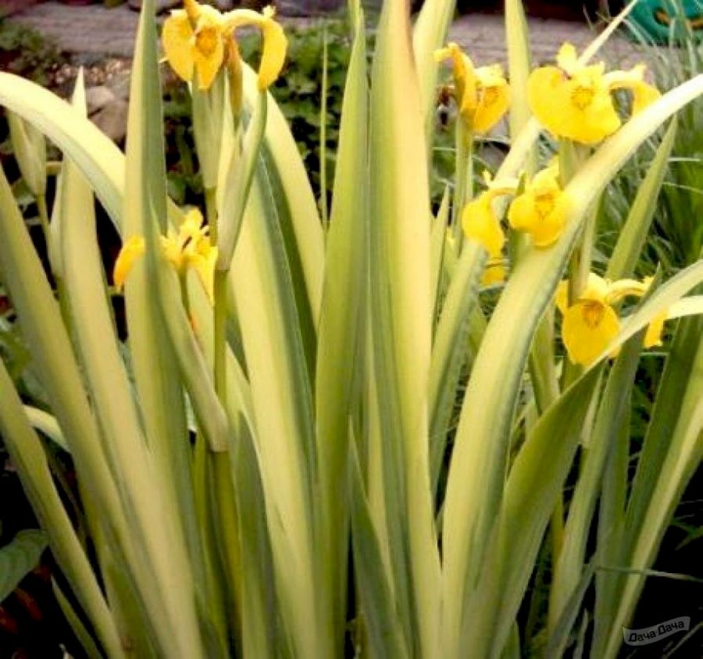 Ирис болотный Вариегата (пестролистный Variegata) (IRIS PSEUDACORUS  VARIEGATA) - описание сорта, фото, саженцы, посадка, особенности ухода.  Дачная энциклопедия.