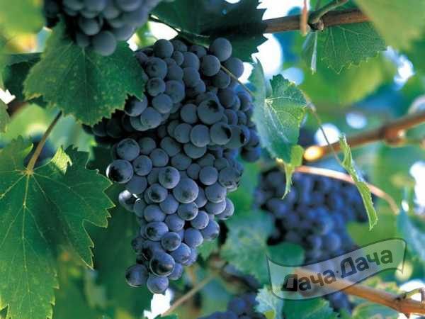 Зимостойкий виноград: сорта, посадка, уход