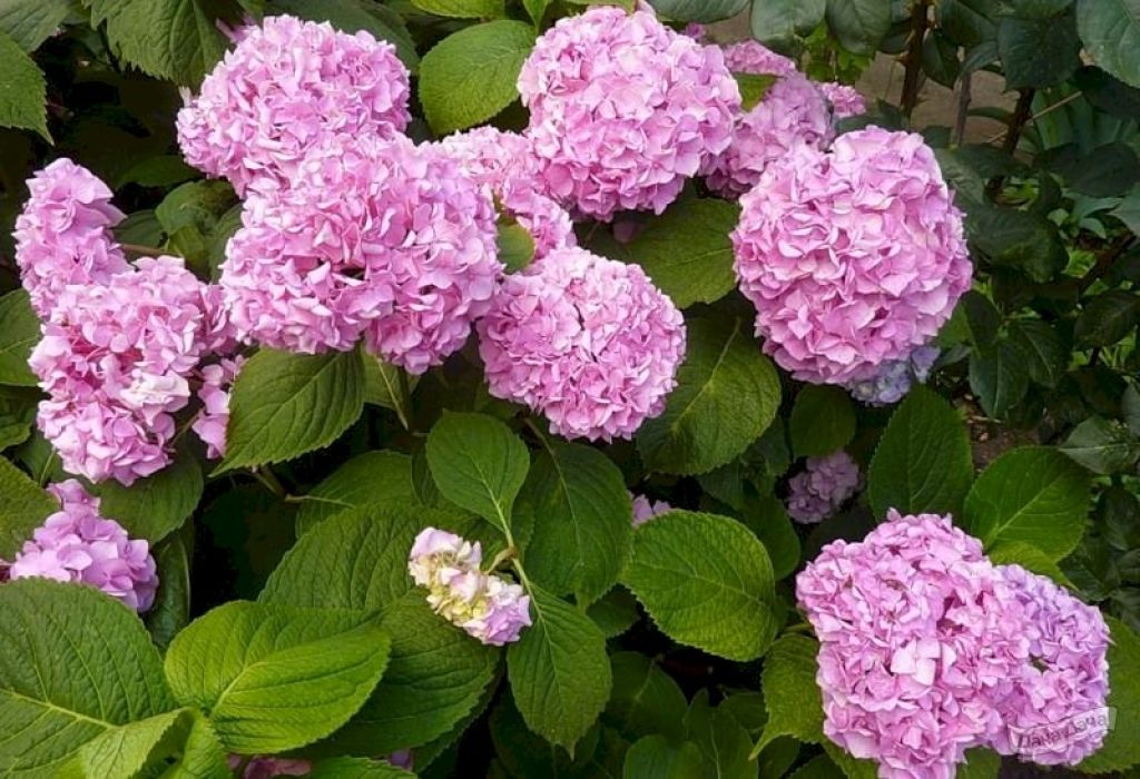 Калина бульденеж саженец