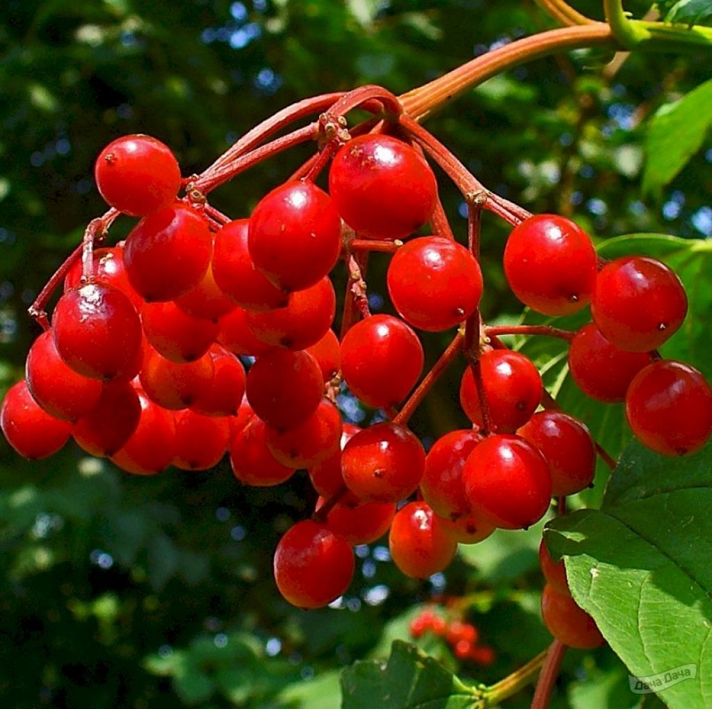 Калина Таежные Рубины (Viburnum opulus) - описание сорта, фото, саженцы,  посадка, особенности ухода. Дачная энциклопедия.