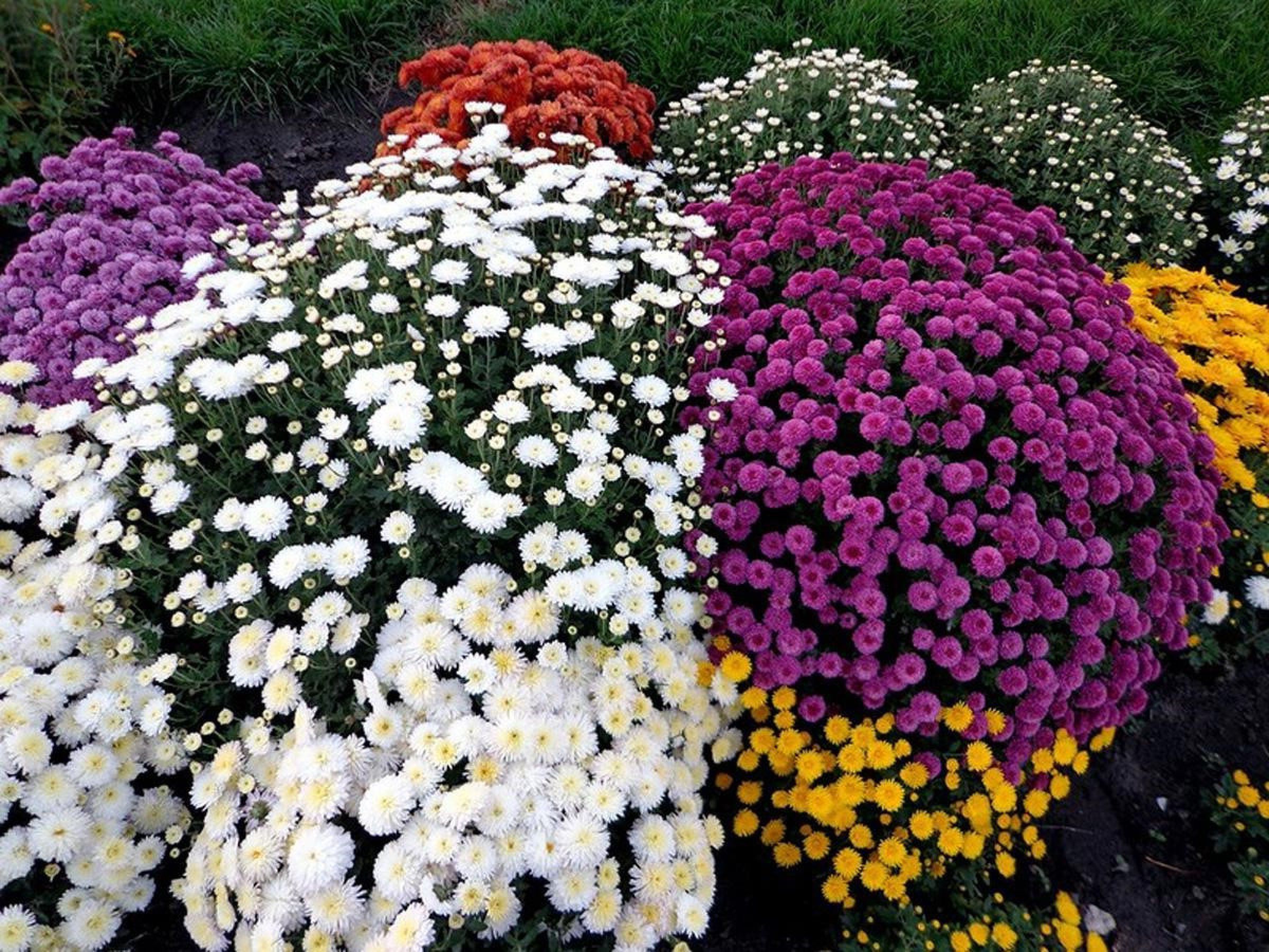 Фото цветов мультифлора хризантема
