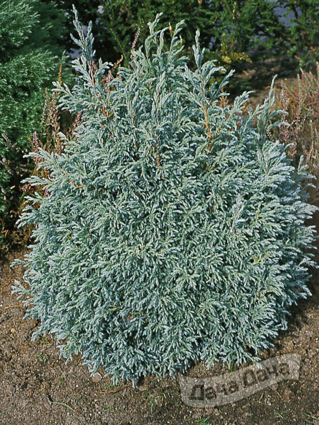 Кипарисовик горохоплодный Бейби Блю (Chamaecyparis pisifera Baby Blue) -  описание сорта, фото, саженцы, посадка, особенности ухода. Дачная  энциклопедия.