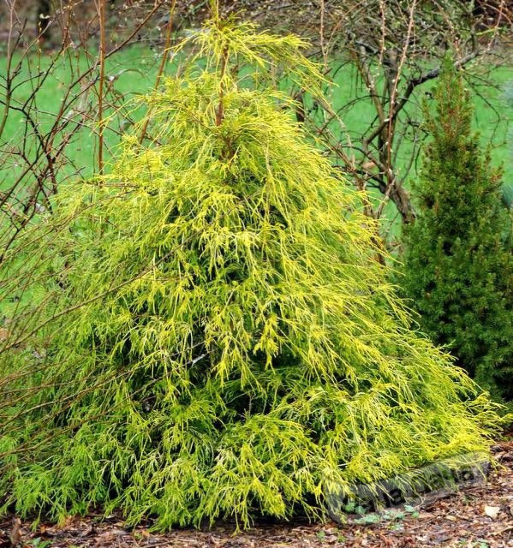 Кипарисовик горохоплодный Филифера Ауреа (Chamaecyparis Filifera Aurea) -  описание сорта, фото, саженцы, посадка, особенности ухода. Дачная  энциклопедия.