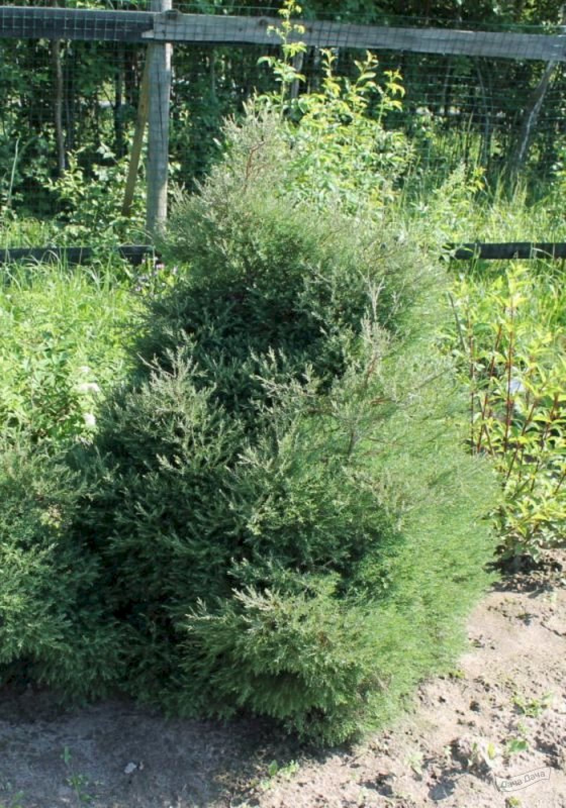 Кипарисовик горохоплодный Плюмоза Бор (Chamaecyparis pisifera Plumosa Bor)  - описание сорта, фото, саженцы, посадка, особенности ухода. Дачная  энциклопедия.