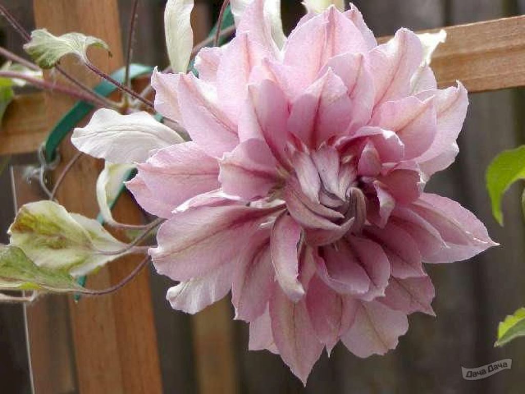Цветение, размах куста, размер цветка Клематиса Виолет Элизабет