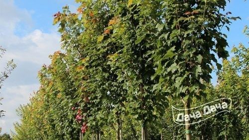 klen-krasnyj-bouhol3