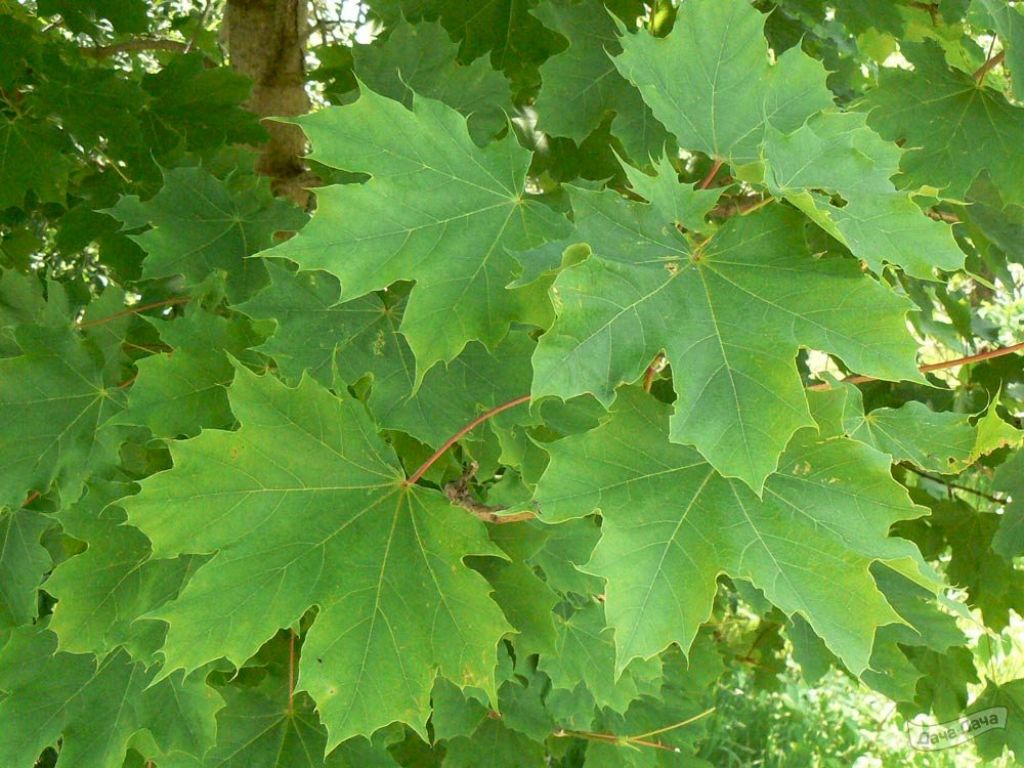 Клен остролистный (Acer platanoides) - описание сорта, фото, саженцы,  посадка, особенности ухода. Дачная энциклопедия.