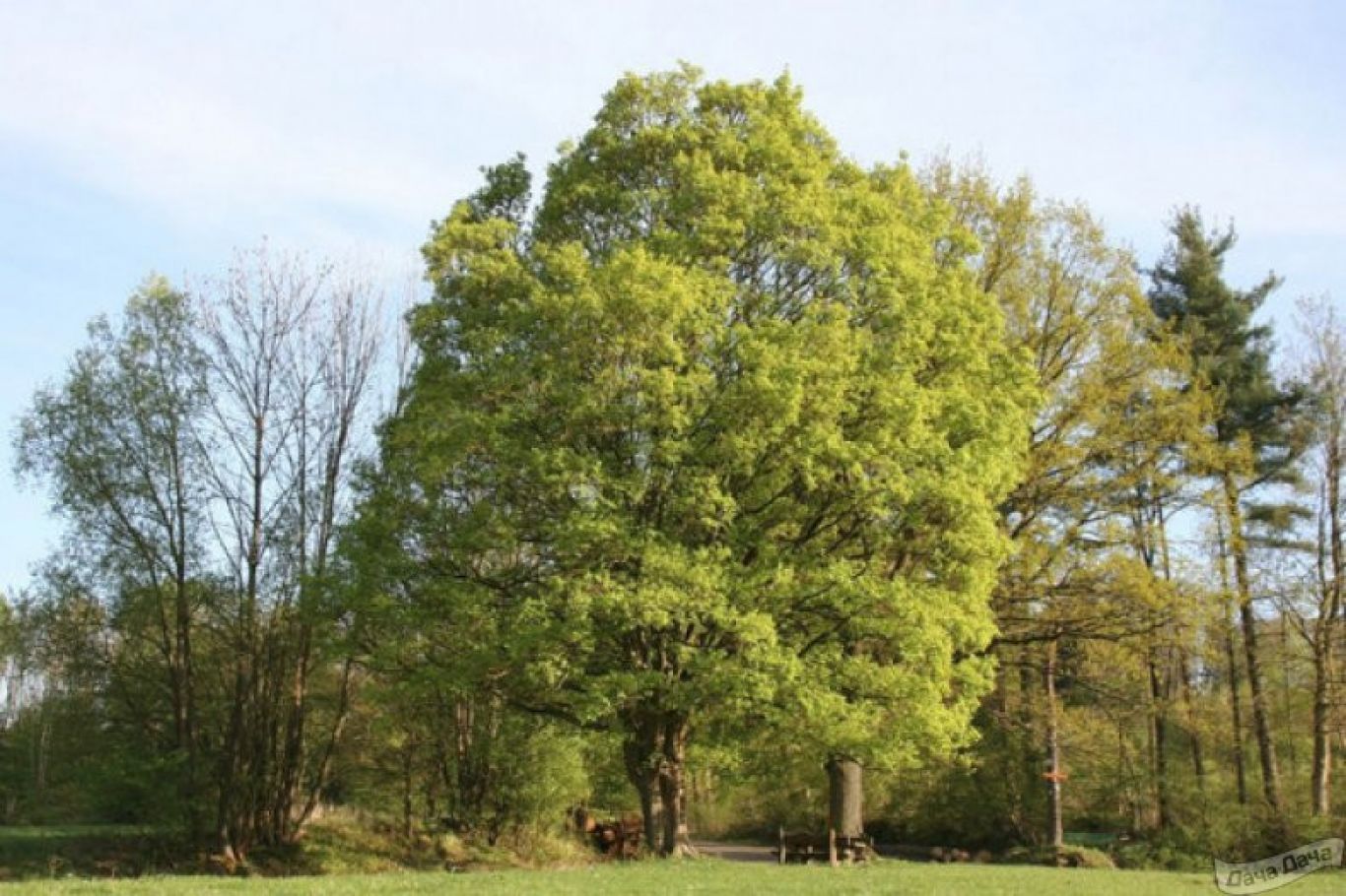 Клен ясенелистный фото дерева и листьев