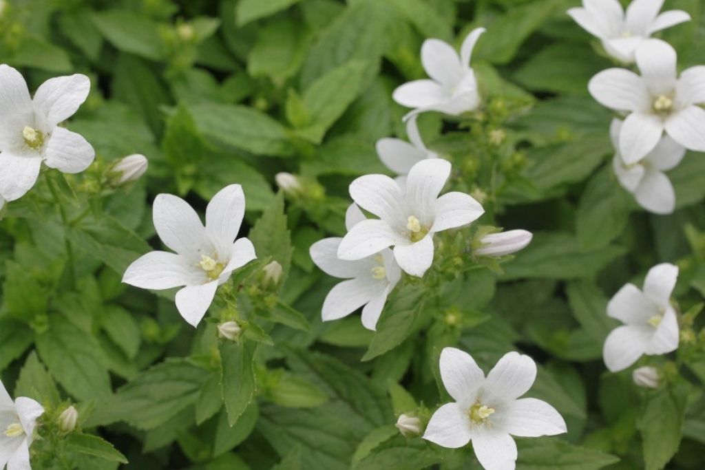 Kolokolchik Molochnocvetkovyj Vajt Puff White Pouffe Campanula Lactiflora White Pouffe Opisanie Sorta Foto Sazhency Posadka Osobennosti Uhoda Dachnaya Enciklopediya