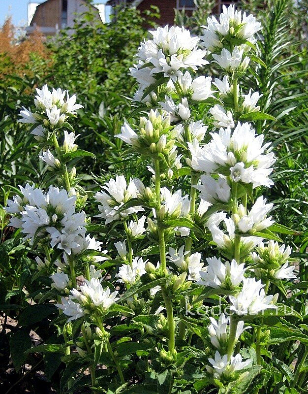 Campanula glomerata Alba