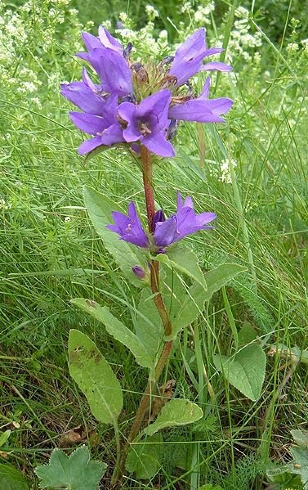 Колокольчик скученный (Campanula glomerata) - описание сорта, фото,  саженцы, посадка, особенности ухода. Дачная энциклопедия.