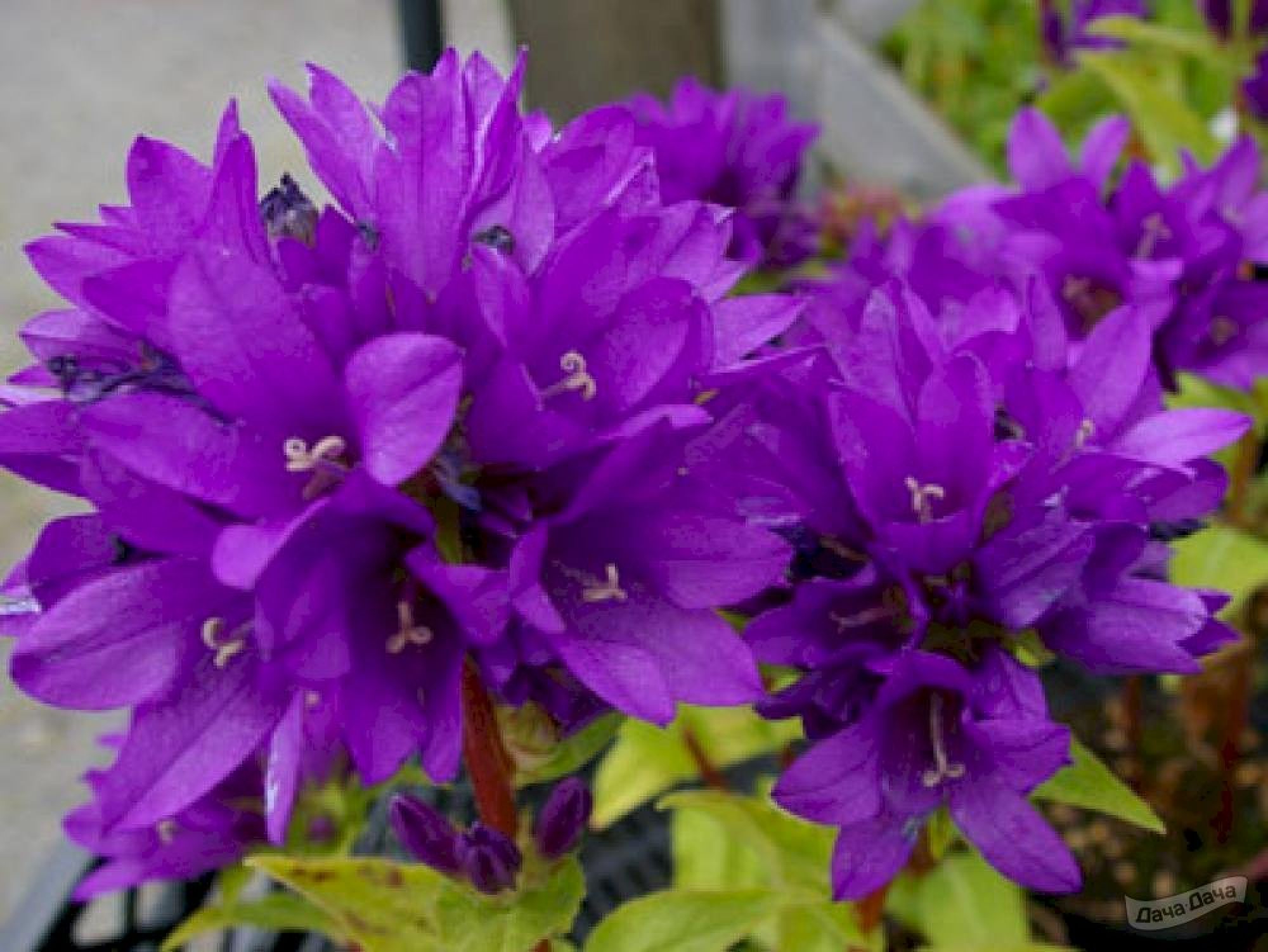 Колокольчик Campanula glomerata