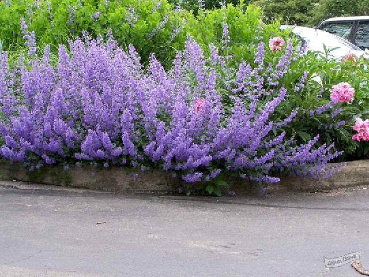 Котовник Фассена (Nepeta faassenii `Dropmore`)