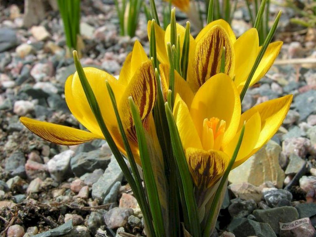 Крокус Дороти (Crocus Dorothy) - описание сорта, фото, саженцы, посадка,  особенности ухода. Дачная энциклопедия.